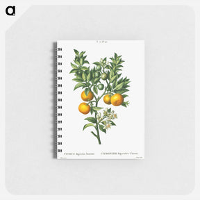 アートメモ帳-Bitter sweet oranges on a branch - ピエール ジョゼフ ルドゥーテ Memo.