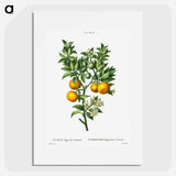 Bitter sweet oranges on a branch - Pierre Joseph Redouté Poster.