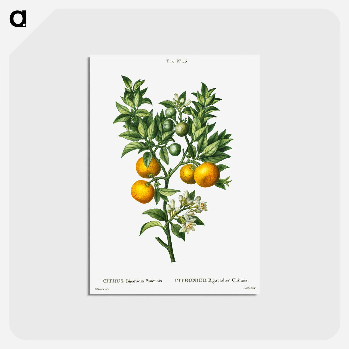 アートポストカード-Bitter sweet oranges on a branch - ピエール ジョゼフ ルドゥーテ Postcard.