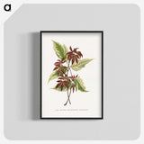 1-75_Plants-with-Colored-Foliage_blk-crop