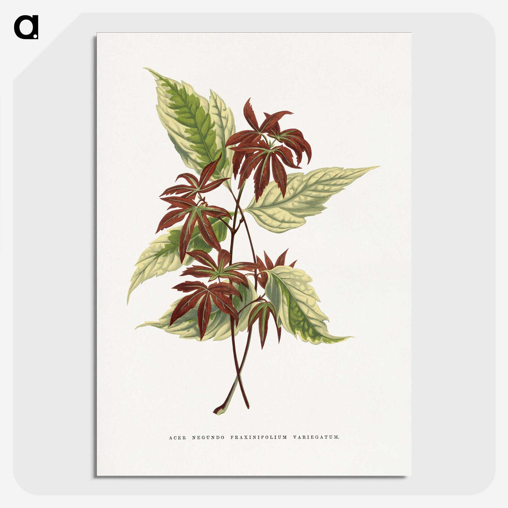 1-75_Plants-with-Colored-Foliage_picture-crop