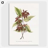 1-75_Plants-with-Colored-Foliage_picture-crop