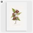 1-75_Plants-with-Colored-Foliage_picture