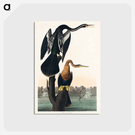 アートポストカード-Black-bellied Darter from Birds of America
 - アメリカの鳥たち Postcard.
