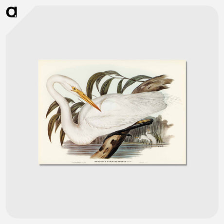 アートポストカード-Australian Egret
 - オーストラリアの鳥 Postcard.