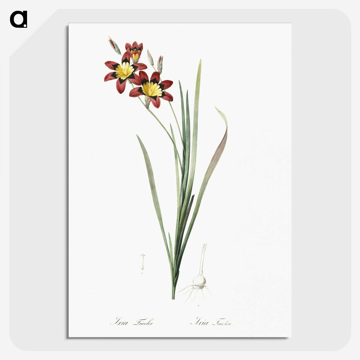 1-75_The-Lilies_picture-crop