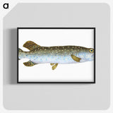 1-75_The-Natural-History-of-British-Fishes_blk-crop