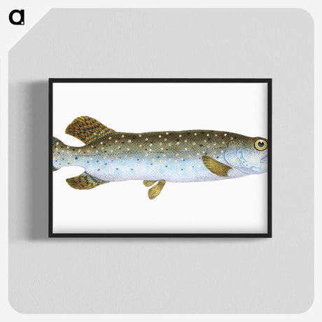 1-75_The-Natural-History-of-British-Fishes_blk-crop