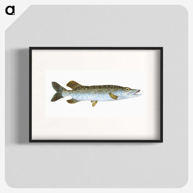 1-75_The-Natural-History-of-British-Fishes_blk