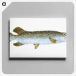 1-75_The-Natural-History-of-British-Fishes_canvas