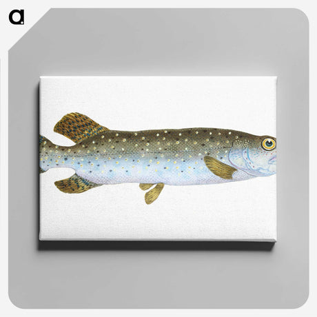 1-75_The-Natural-History-of-British-Fishes_canvas