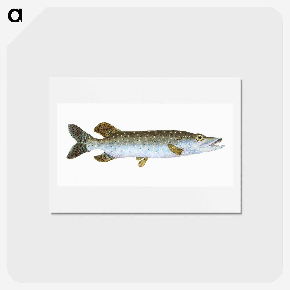 1-75_The-Natural-History-of-British-Fishes_hagaki