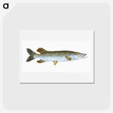 1-75_The-Natural-History-of-British-Fishes_hagaki