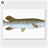 1-75_The-Natural-History-of-British-Fishes_picture-crop