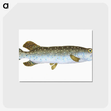 1-75_The-Natural-History-of-British-Fishes_postcard