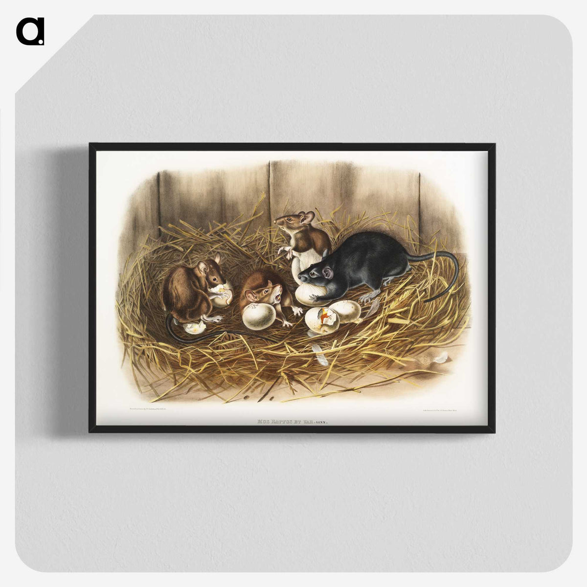 1-75_The-Viviparous-Quadrupeds_blk-crop