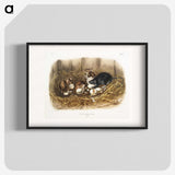 1-75_The-Viviparous-Quadrupeds_blk