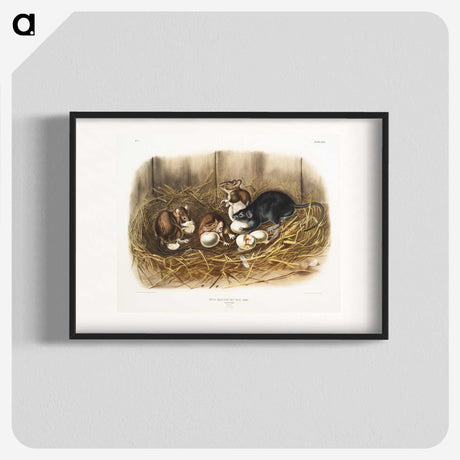 1-75_The-Viviparous-Quadrupeds_blk