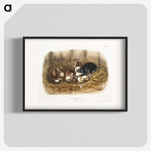 1-75_The-Viviparous-Quadrupeds_blk