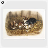 1-75_The-Viviparous-Quadrupeds_picture-crop