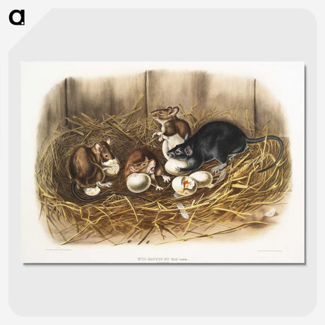 1-75_The-Viviparous-Quadrupeds_picture-crop