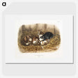 1-75_The-Viviparous-Quadrupeds_picture