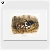 1-75_The-Viviparous-Quadrupeds_picture