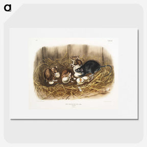 1-75_The-Viviparous-Quadrupeds_picture