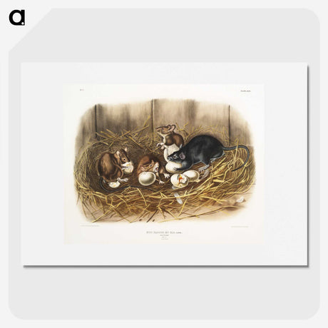 1-75_The-Viviparous-Quadrupeds_picture