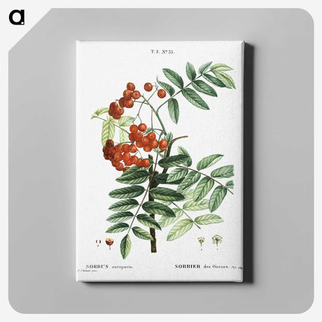 1-75_Treatise-on-Trees-and-Shrubs_canvas