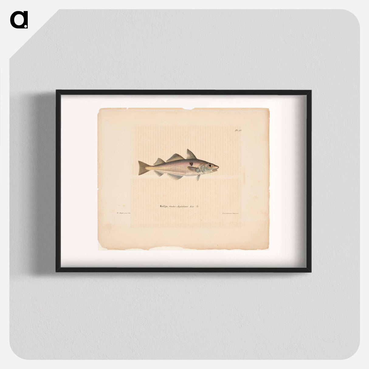 Haddock - Wilhelm von Wright Poster.