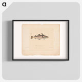 Haddock - Wilhelm von Wright Poster.