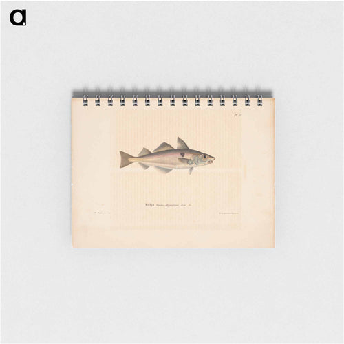 Haddock - ヴィルヘルム フォン ライト Memo.