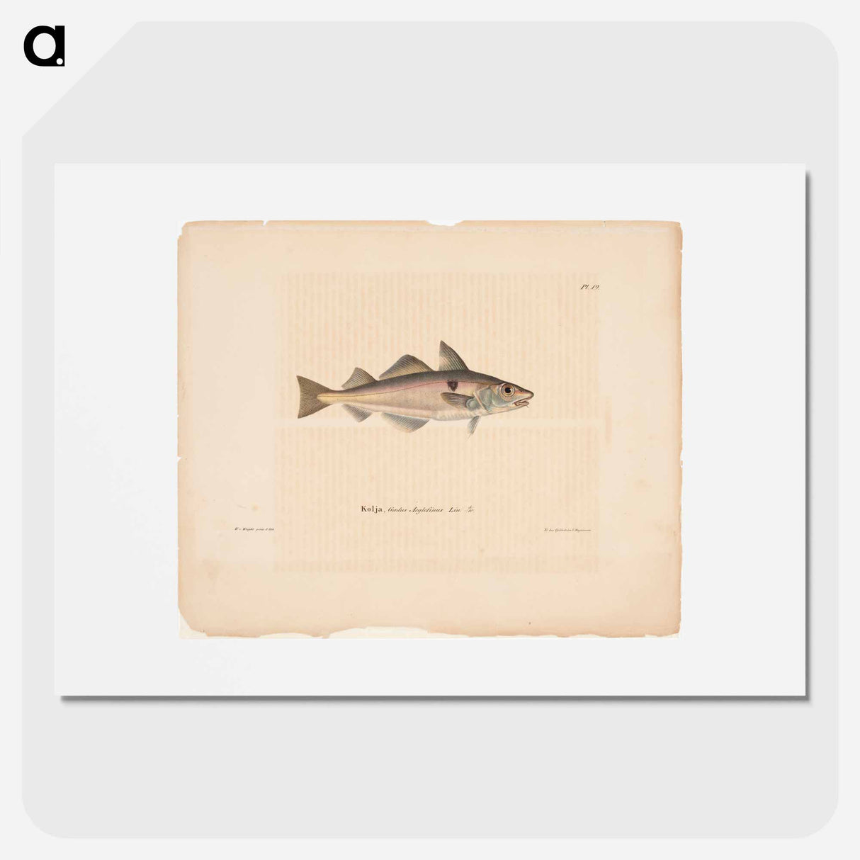 Haddock - Wilhelm von Wright Poster.