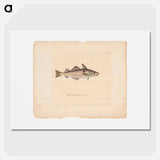 Haddock - Wilhelm von Wright Poster.