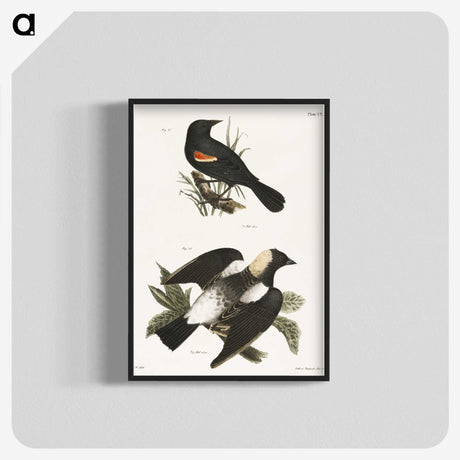 1-75_Zoology-of-New-York_blk-crop