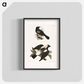 アートポスター-The Red-winged Oriole - ニューヨークの動物学 Poster.