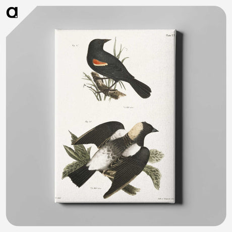 1-75_Zoology-of-New-York_canvas