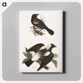 アートパネル-The Red-winged Oriole - ニューヨークの動物学 Canvas.