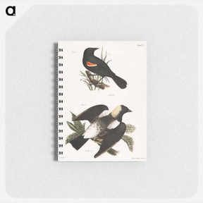 アートメモ帳-The Red-winged Oriole - ニューヨークの動物学 Memo.