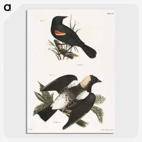 1-75_Zoology-of-New-York_picture-crop