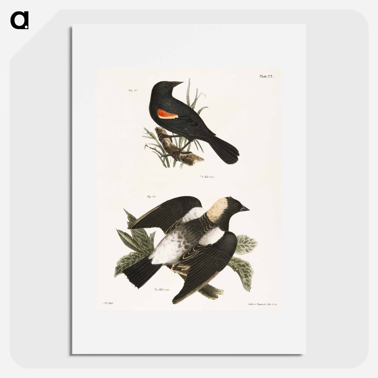 The Red-winged Oriole - ニューヨークの動物学 Poster.