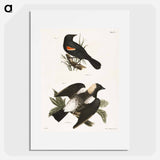 The Red-winged Oriole - ニューヨークの動物学 Poster.