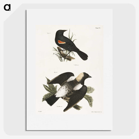 1-75_Zoology-of-New-York_picture