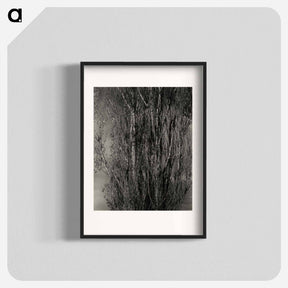 アートポスター-Dying Poplar and Live Branch - Lake George - アルフレッド スティーグリッツ Poster.