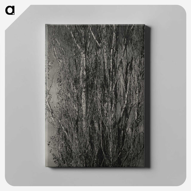 1-76_Alfred-Stieglitz_canvas