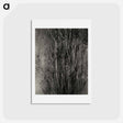 アートポストカード-Dying Poplar and Live Branch - Lake George - アルフレッド スティーグリッツ Postcard.