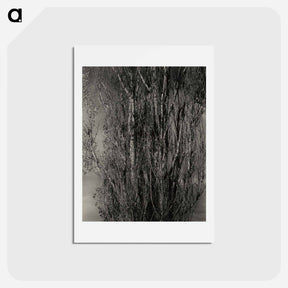 アートポストカード-Dying Poplar and Live Branch - Lake George - アルフレッド スティーグリッツ Postcard.
