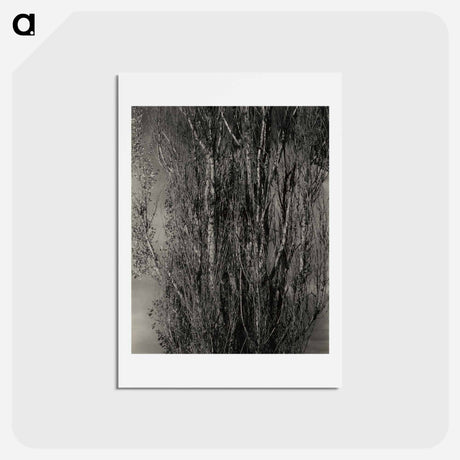 アートポストカード-Dying Poplar and Live Branch - Lake George - アルフレッド スティーグリッツ Postcard.
