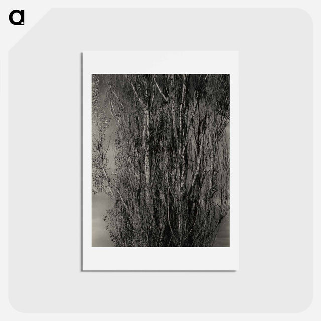 アートポストカード-Dying Poplar and Live Branch - Lake George - アルフレッド スティーグリッツ Postcard.